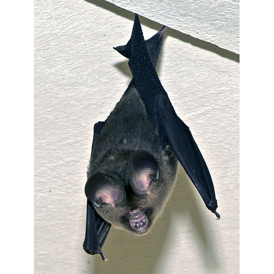 Двухцветный листонос (Hipposideros bicolor) Фото №2