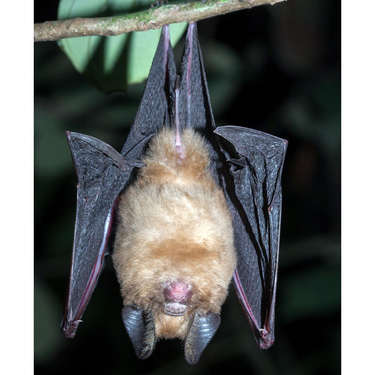 Двухцветный листонос (Hipposideros bicolor) Фото №3