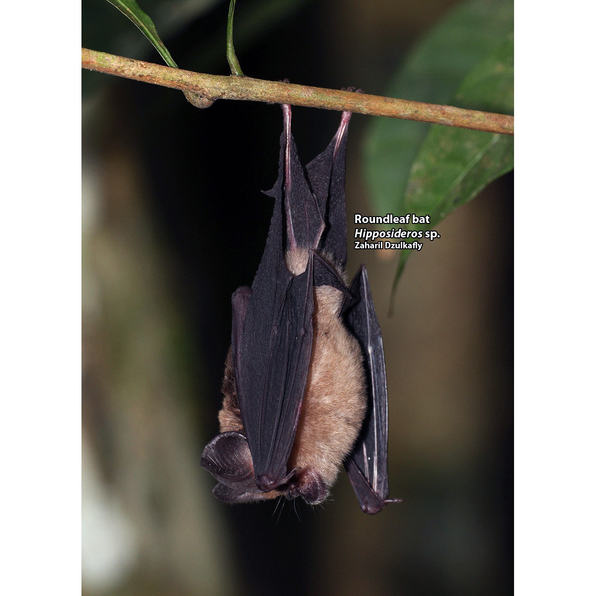 Двухцветный листонос (Hipposideros bicolor) Фото №4