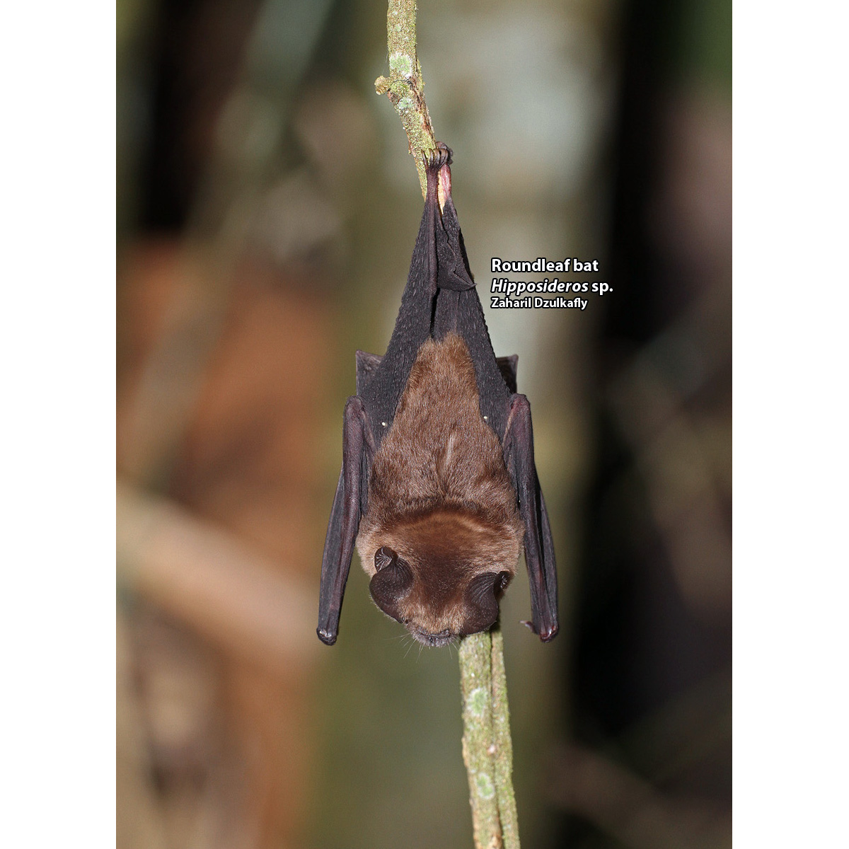 Двухцветный листонос (Hipposideros bicolor) Фото №5