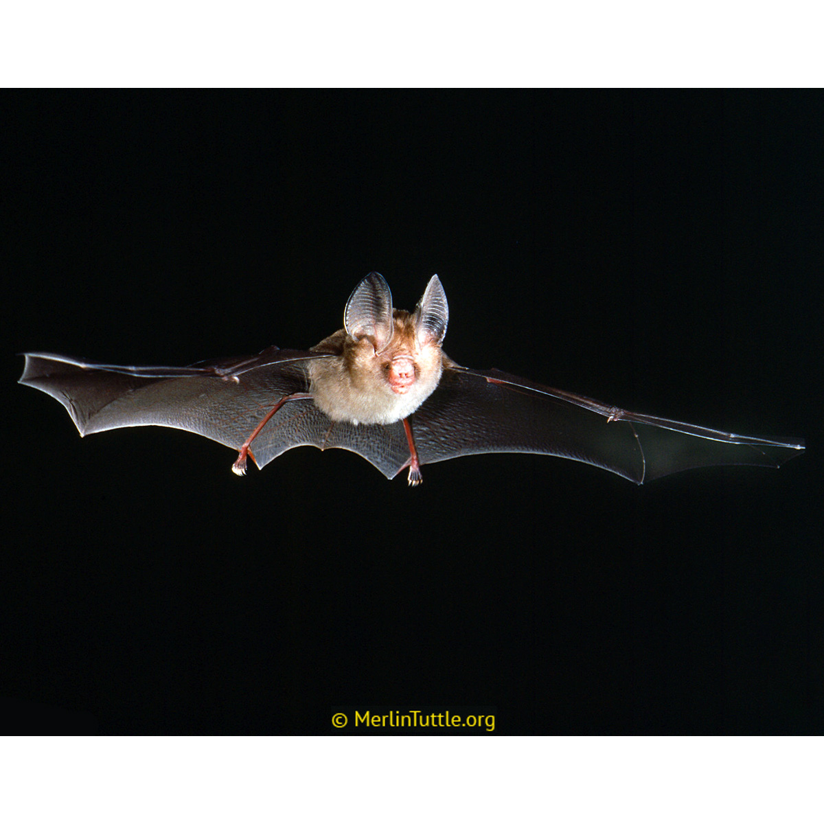 Двухцветный листонос (Hipposideros bicolor) Фото №6