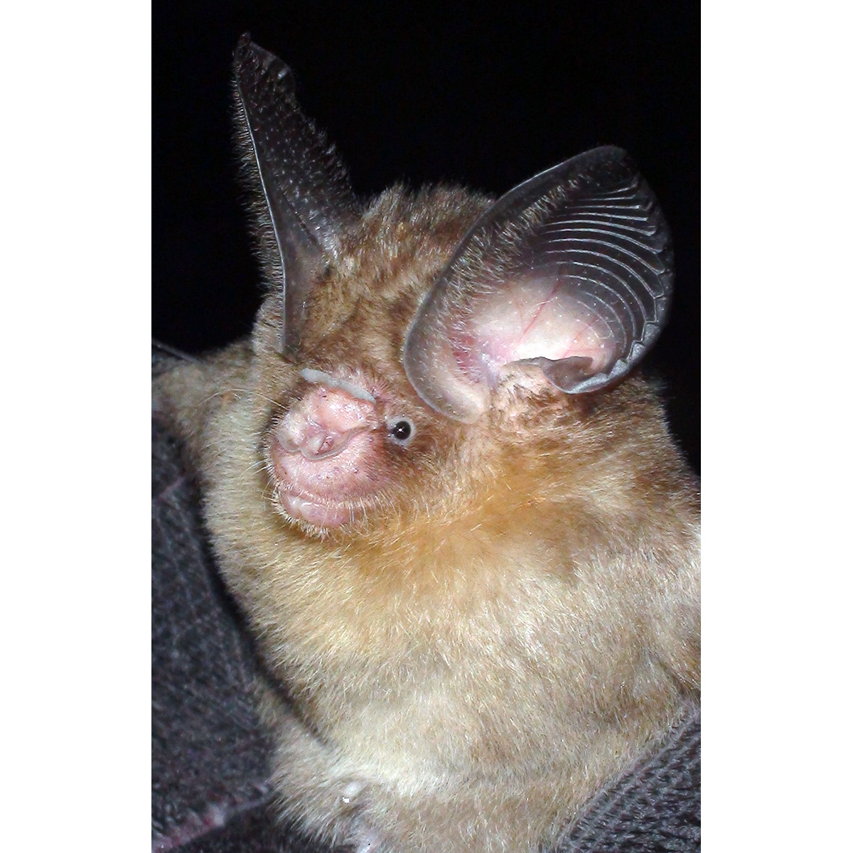 Двухцветный листонос (Hipposideros bicolor) Фото №7