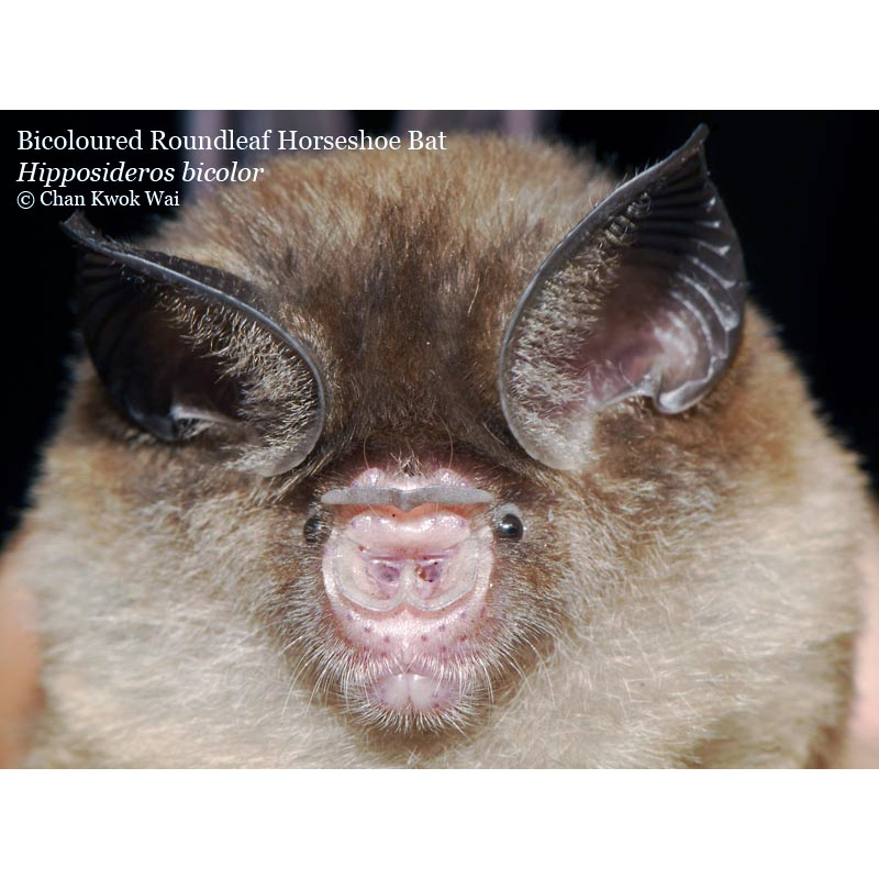 Двухцветный листонос (Hipposideros bicolor) Фото №8