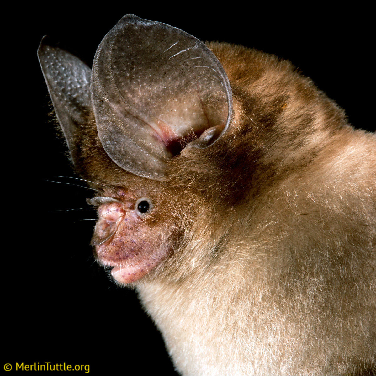 Двухцветный листонос (Hipposideros bicolor) Фото №9