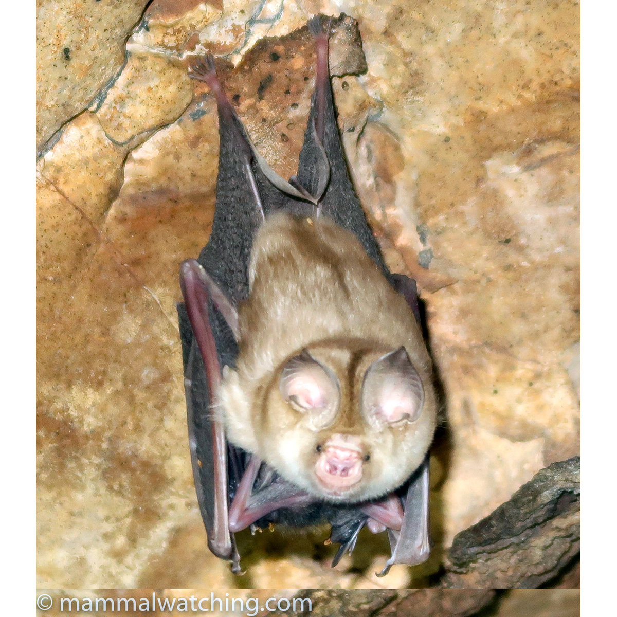 Южноафриканский листонос (Hipposideros caffer) Фото №3