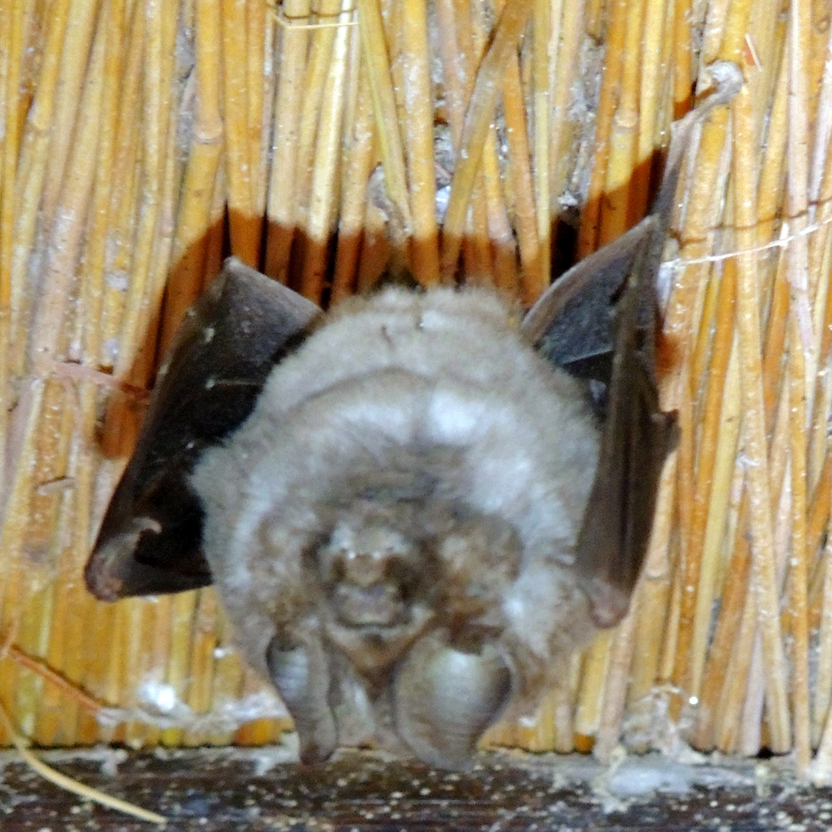 Южноафриканский листонос (Hipposideros caffer) Фото №4