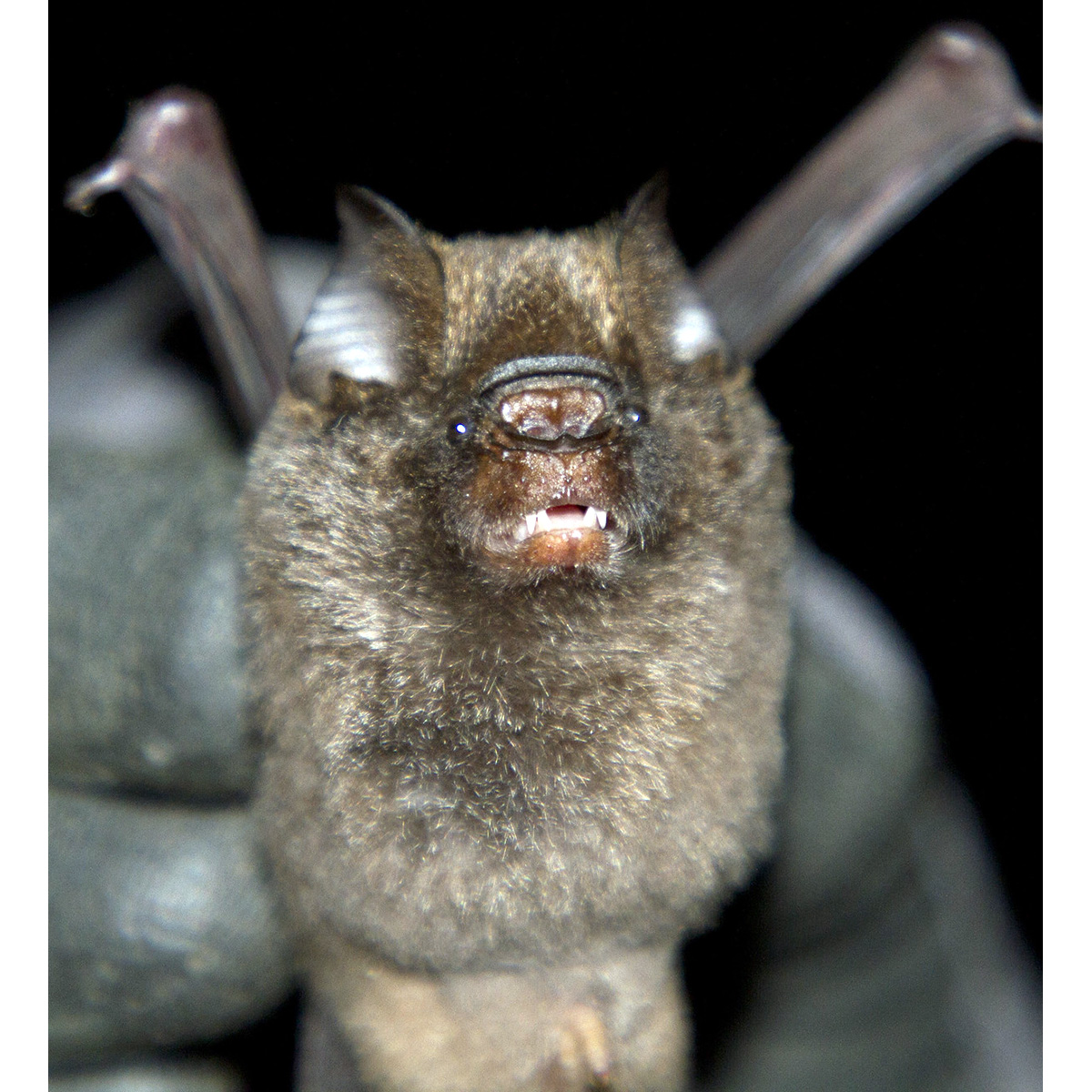 Южноафриканский листонос (Hipposideros caffer) Фото №5