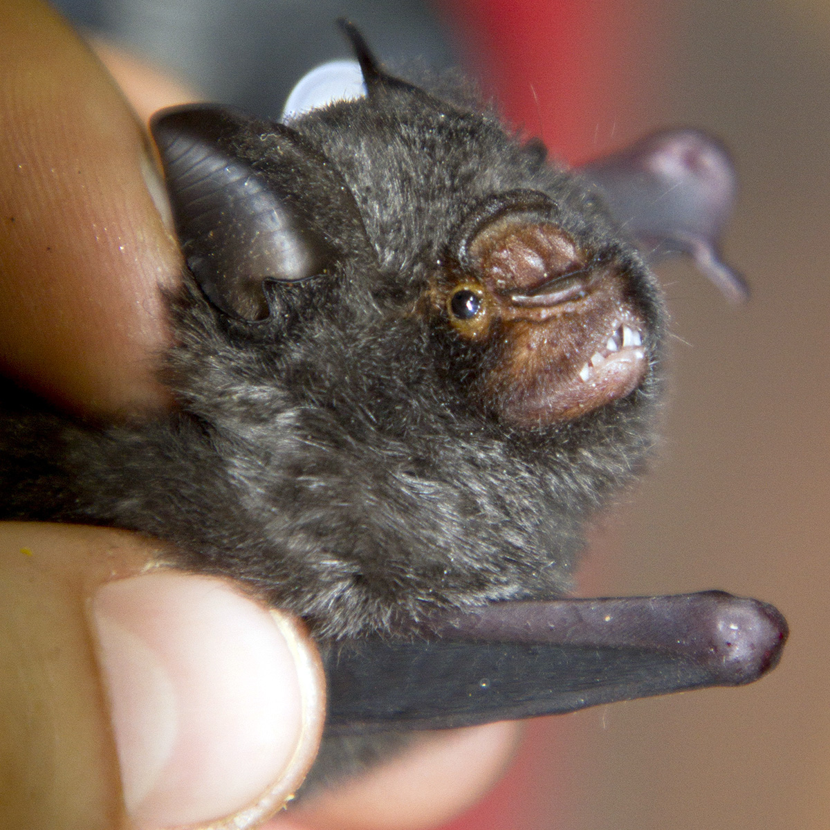 Южноафриканский листонос (Hipposideros caffer) Фото №7