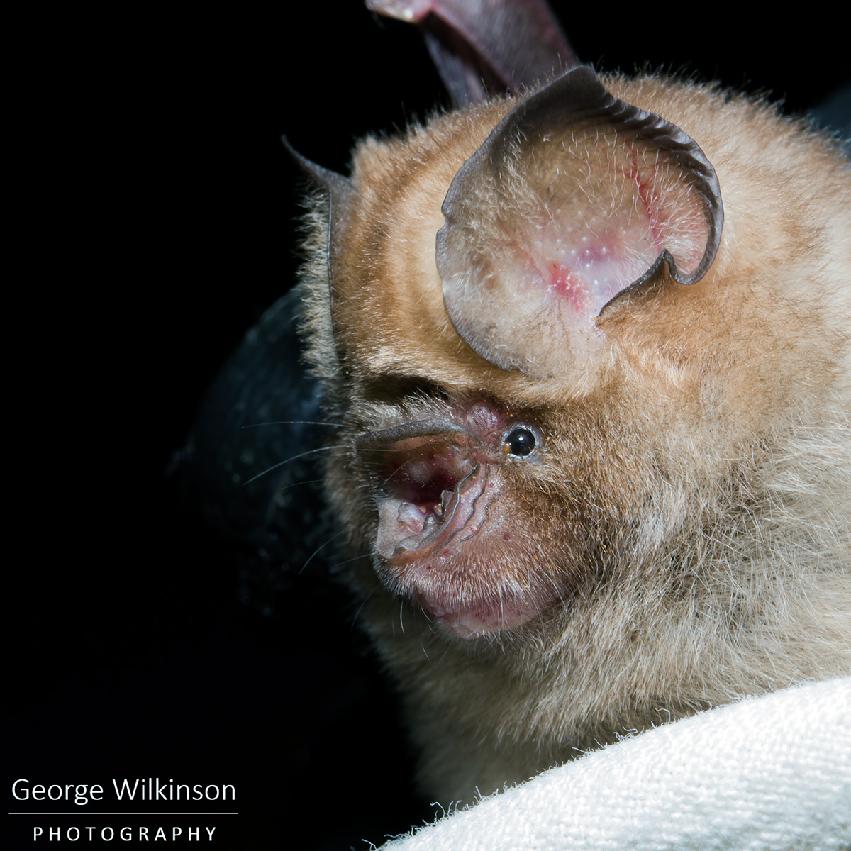 Южноафриканский листонос (Hipposideros caffer) Фото №8