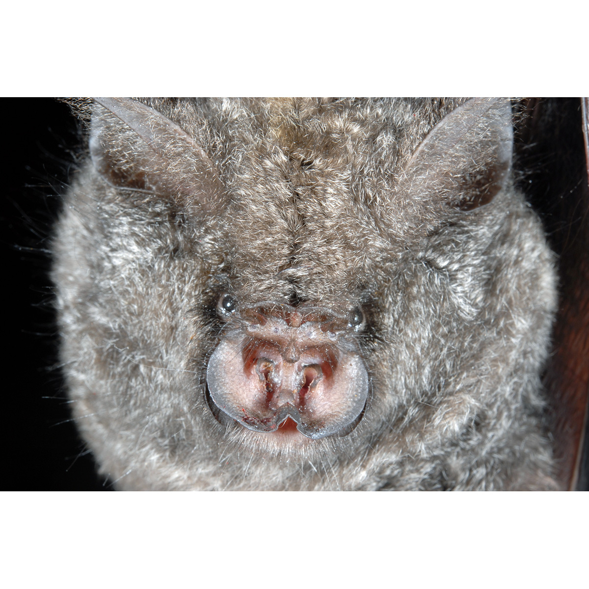 Камерунский листонос (Hipposideros camerunensis) Фото №2