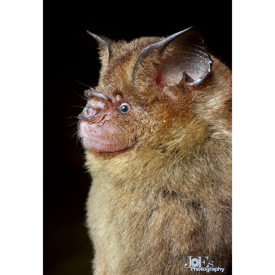 Коричневый листонос (Hipposideros cervinus) Фото №10