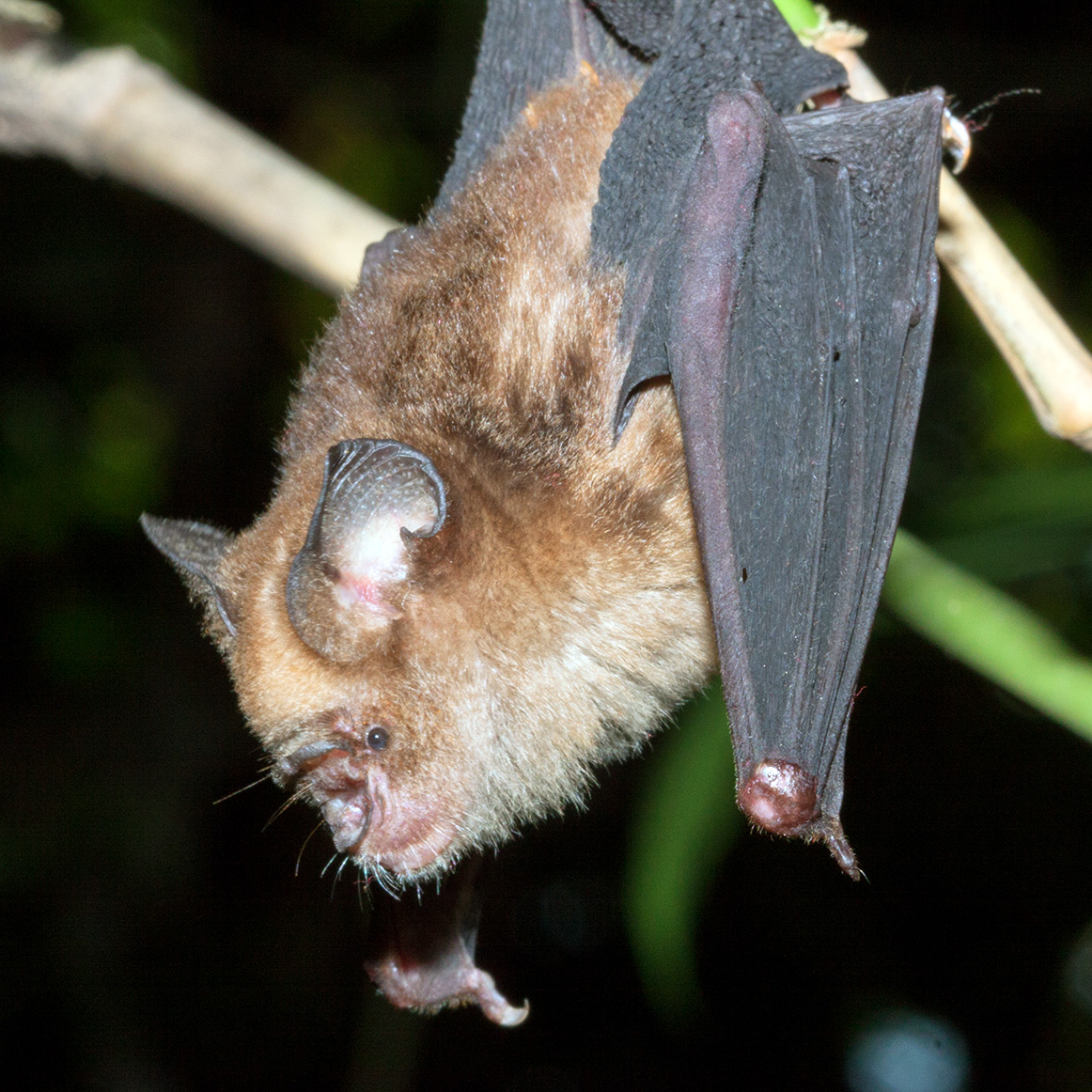 Коричневый листонос (Hipposideros cervinus) Фото №2