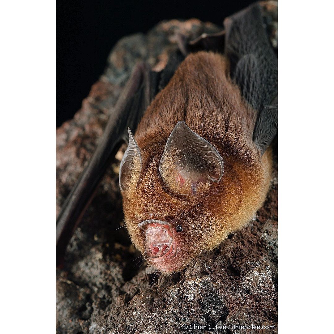 Коричневый листонос (Hipposideros cervinus) Фото №4