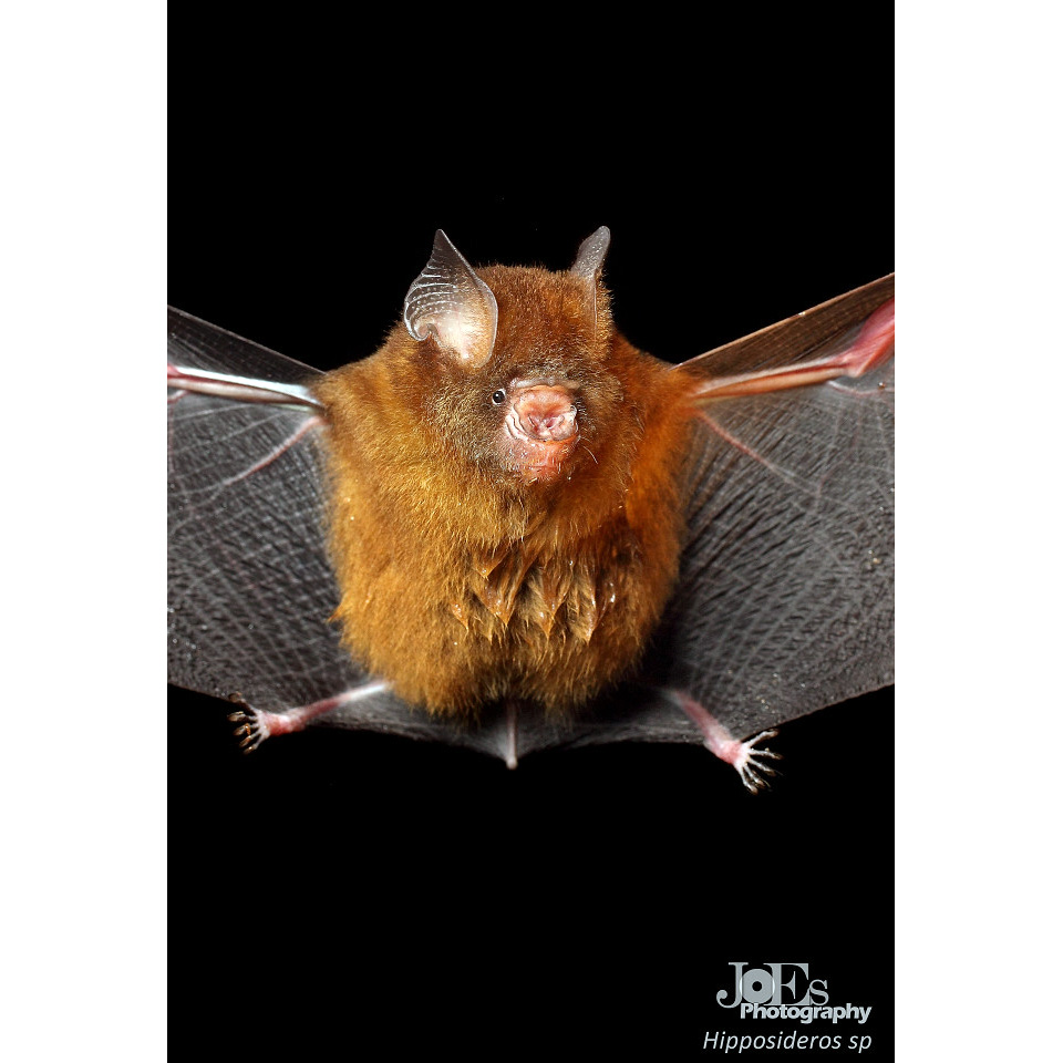 Коричневый листонос (Hipposideros cervinus) Фото №5