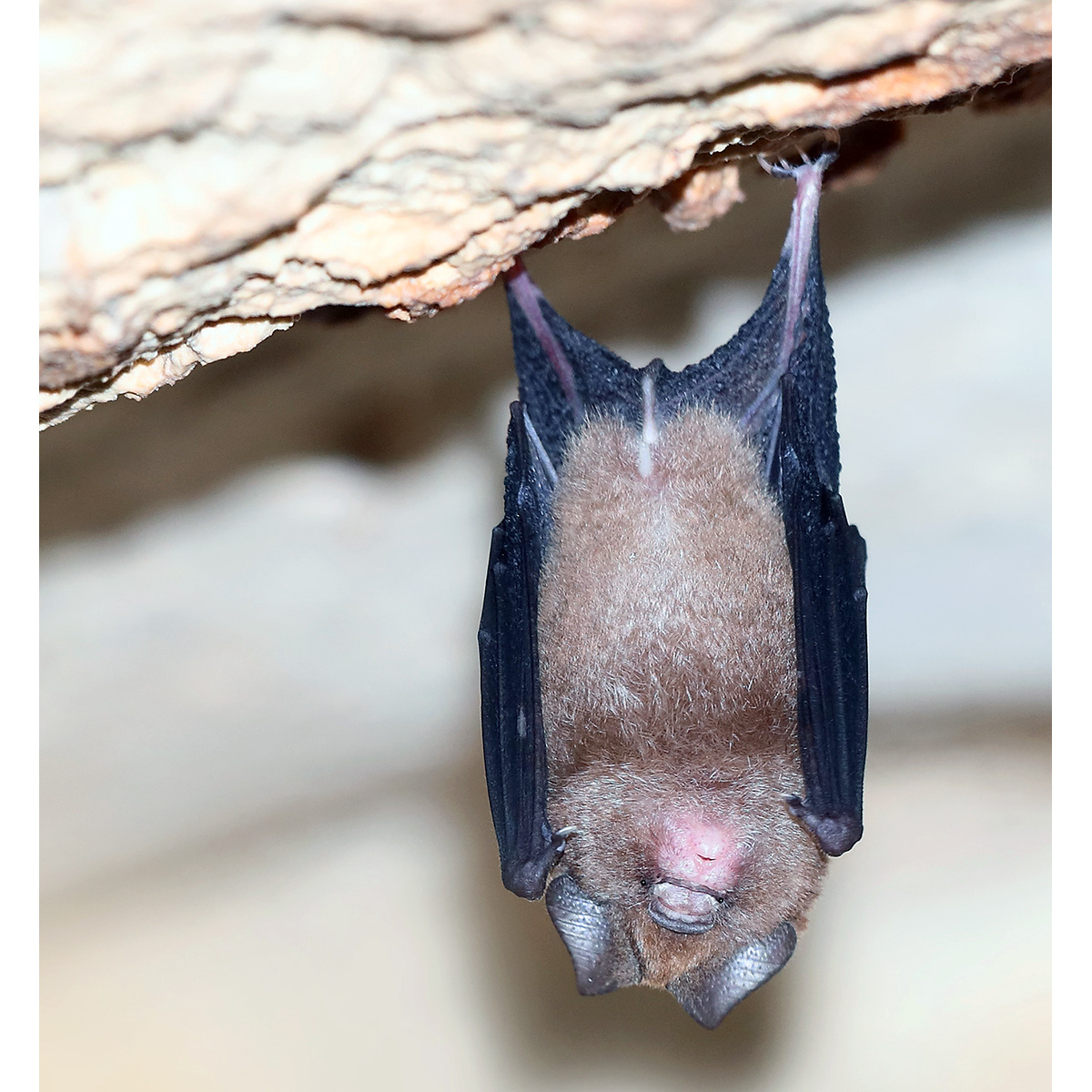 Коричневый листонос (Hipposideros cervinus) Фото №6