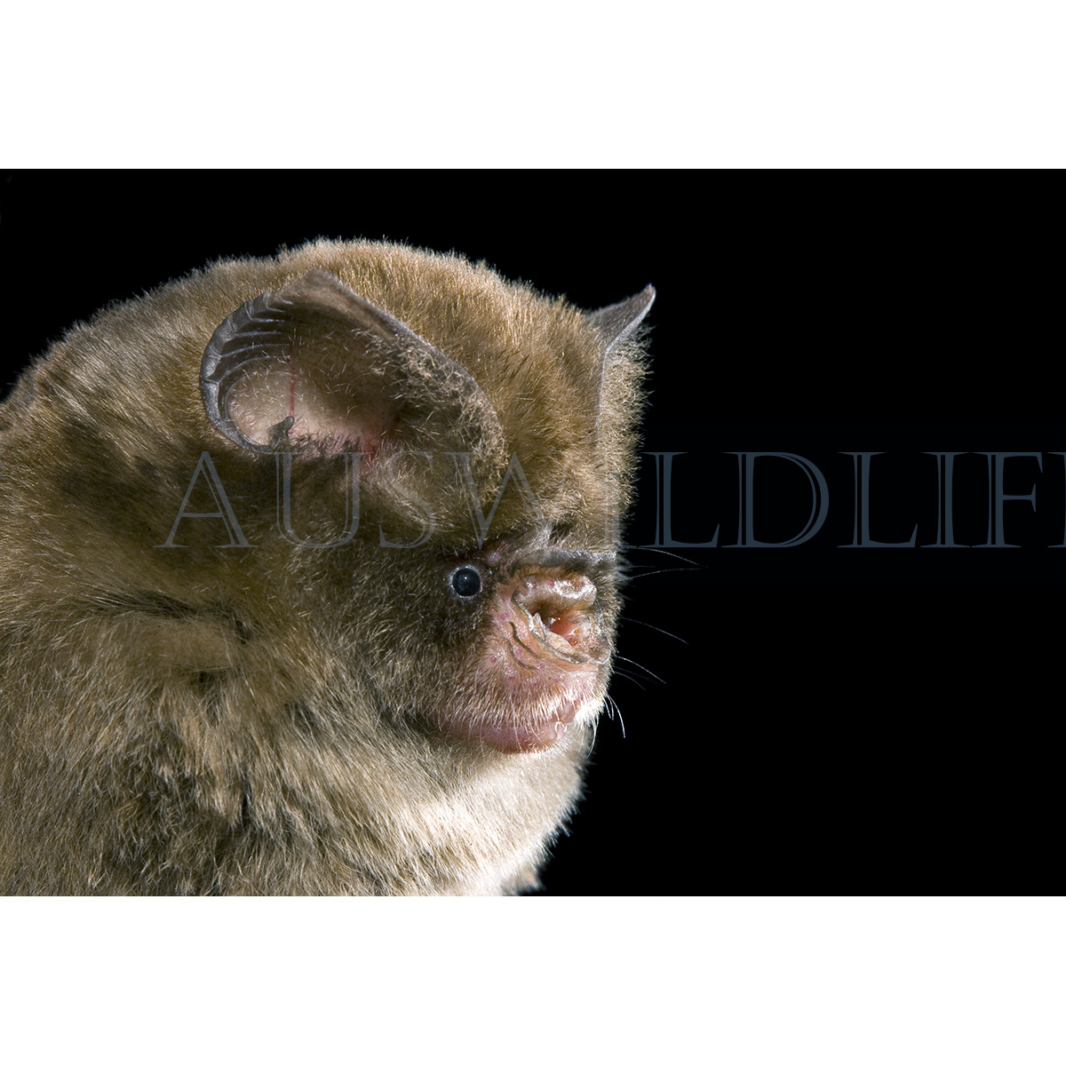 Коричневый листонос (Hipposideros cervinus) Фото №8