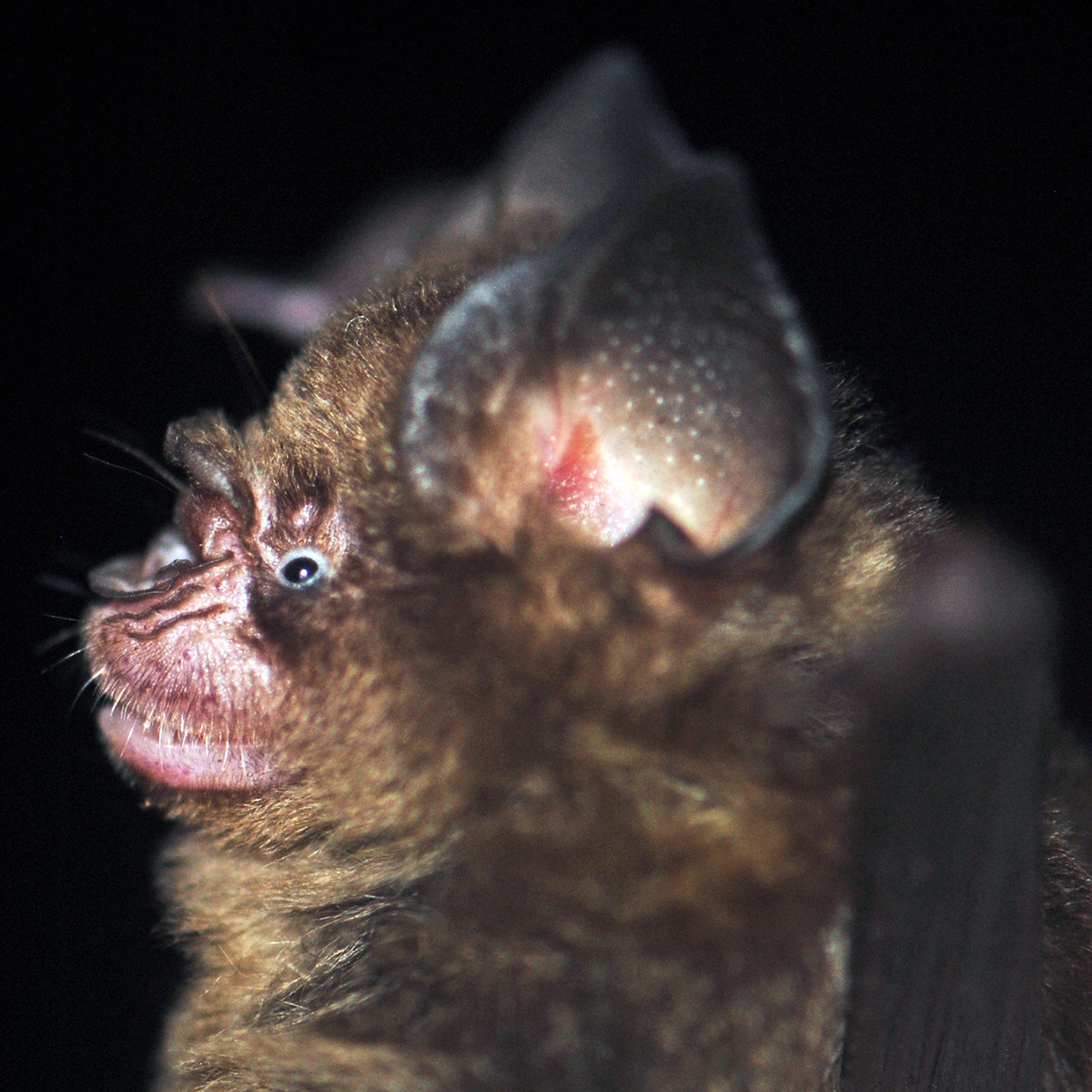 Коричневый листонос (Hipposideros cervinus) Фото №9