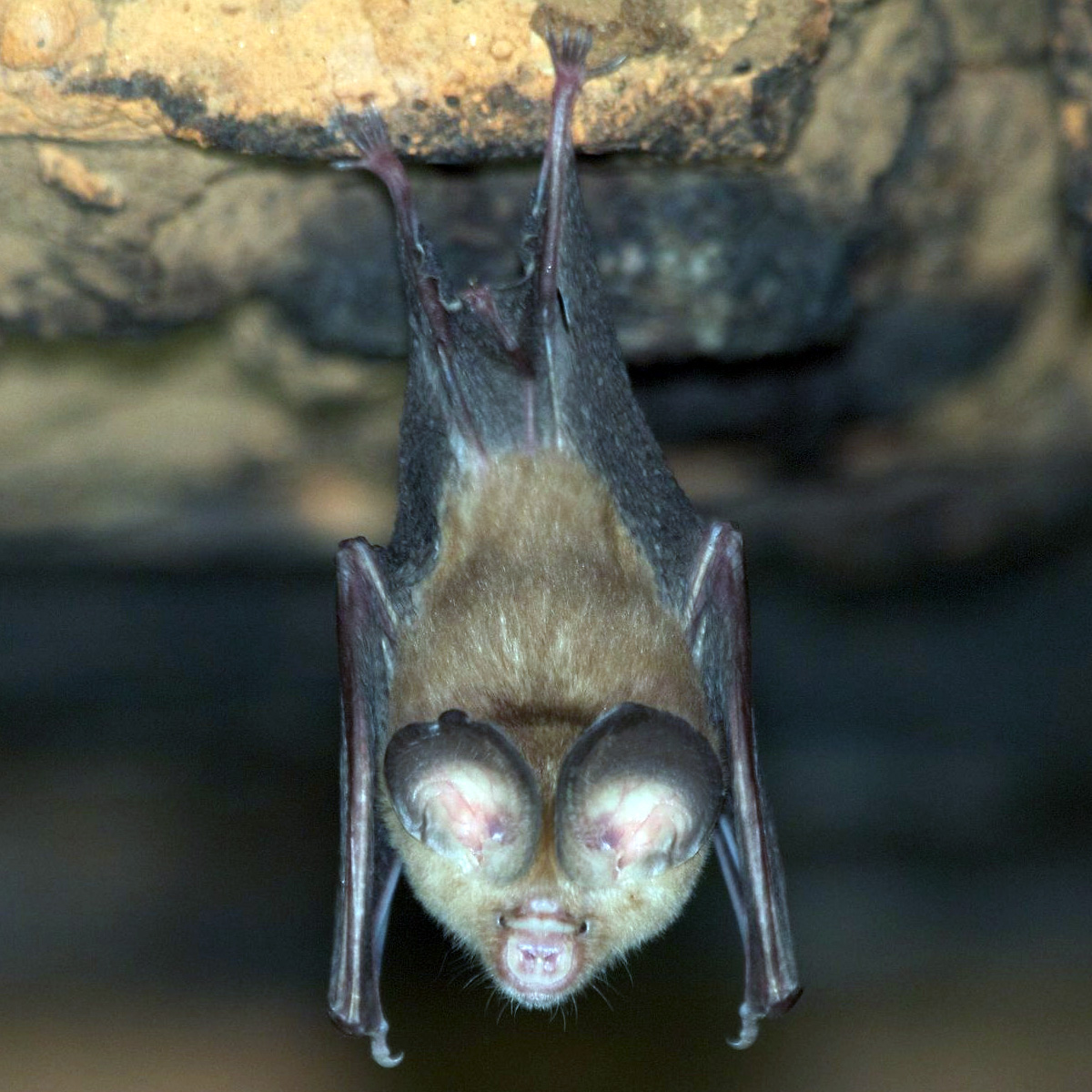 Пепельный листонос (Hipposideros cineraceus) Фото №2