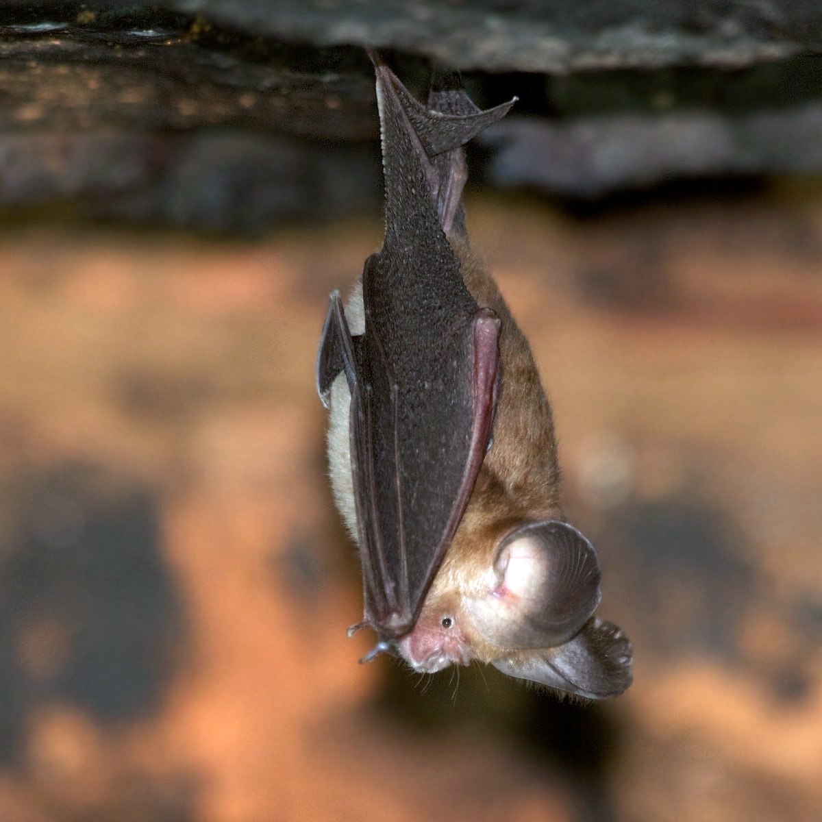 Пепельный листонос (Hipposideros cineraceus) Фото №3