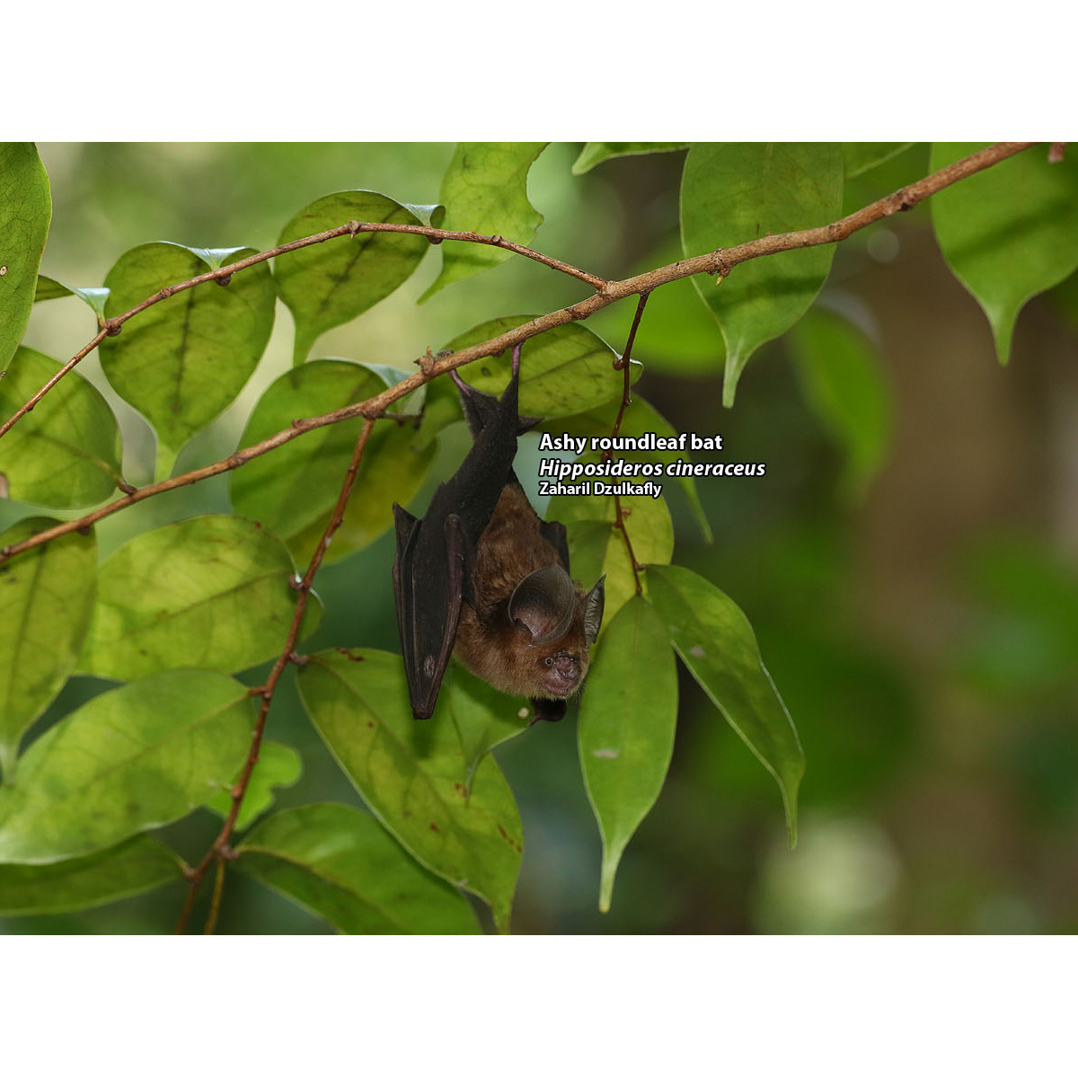 Пепельный листонос (Hipposideros cineraceus) Фото №4