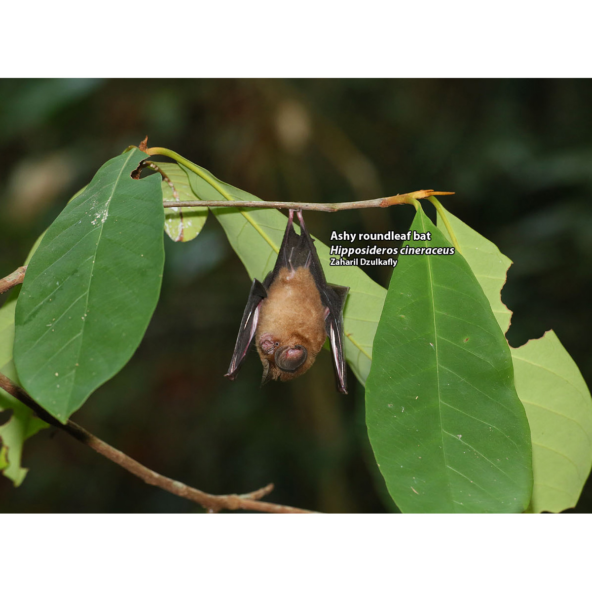 Пепельный листонос (Hipposideros cineraceus) Фото №5