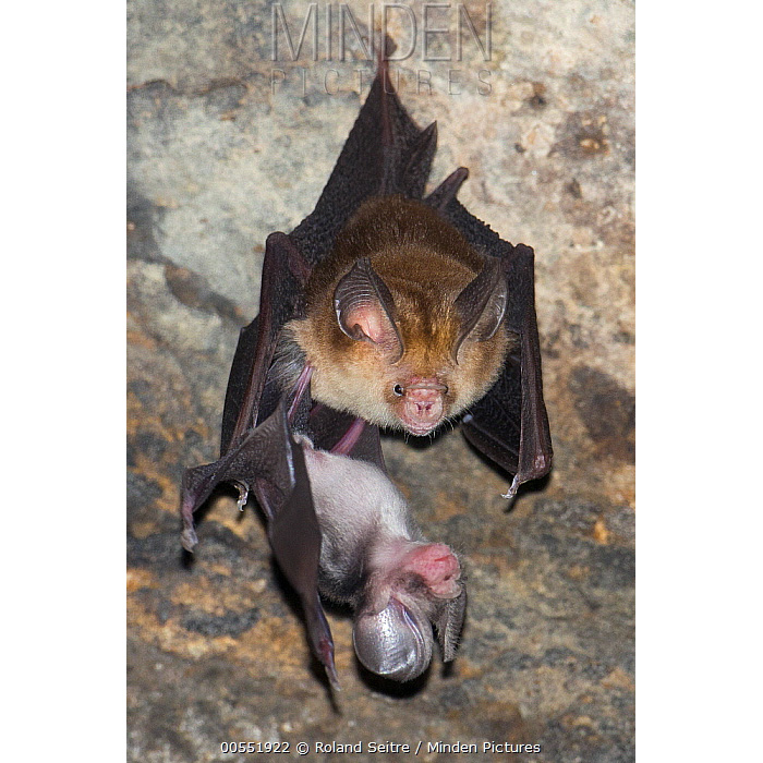 Пепельный листонос (Hipposideros cineraceus) Фото №6