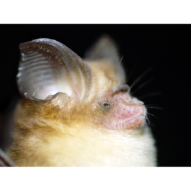 Пепельный листонос (Hipposideros cineraceus) Фото №8