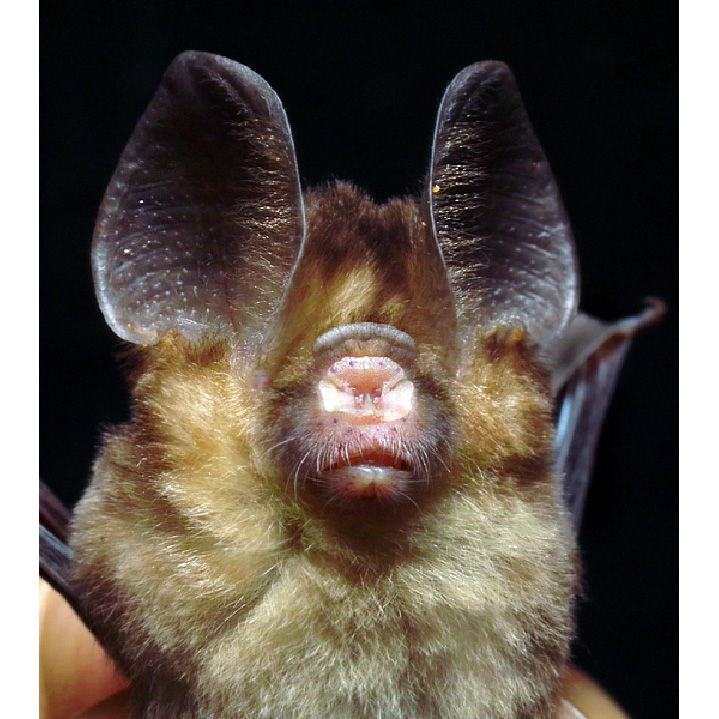 Пепельный листонос (Hipposideros cineraceus) Фото №9