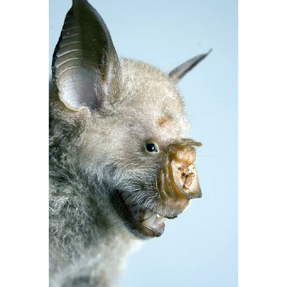 Листонос Коммерсона (Hipposideros commersonii) Фото №10