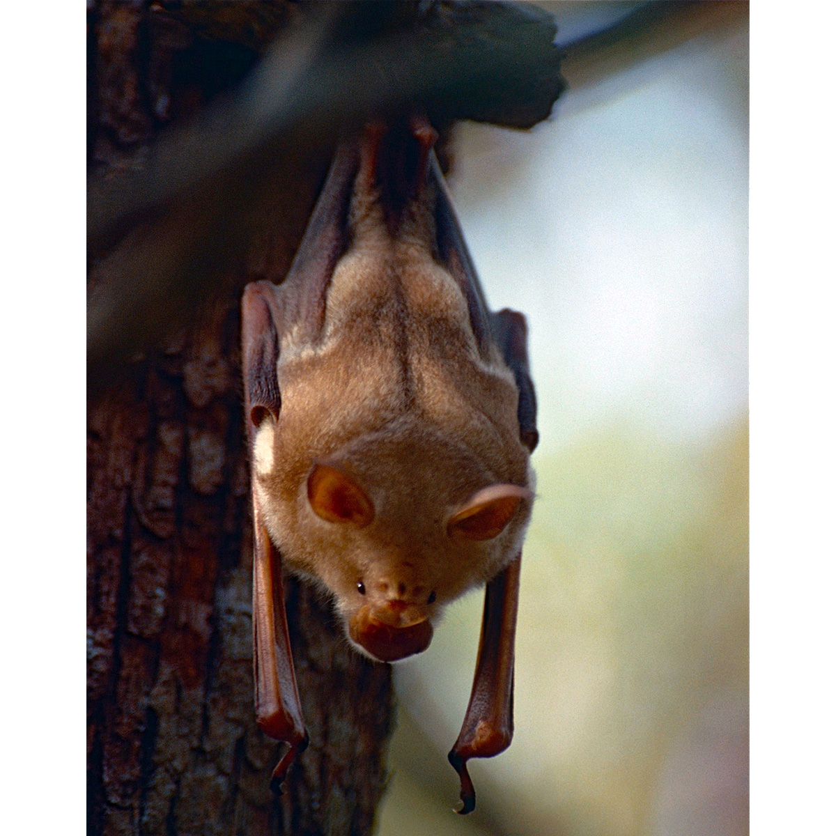 Листонос Коммерсона (Hipposideros commersonii) Фото №2