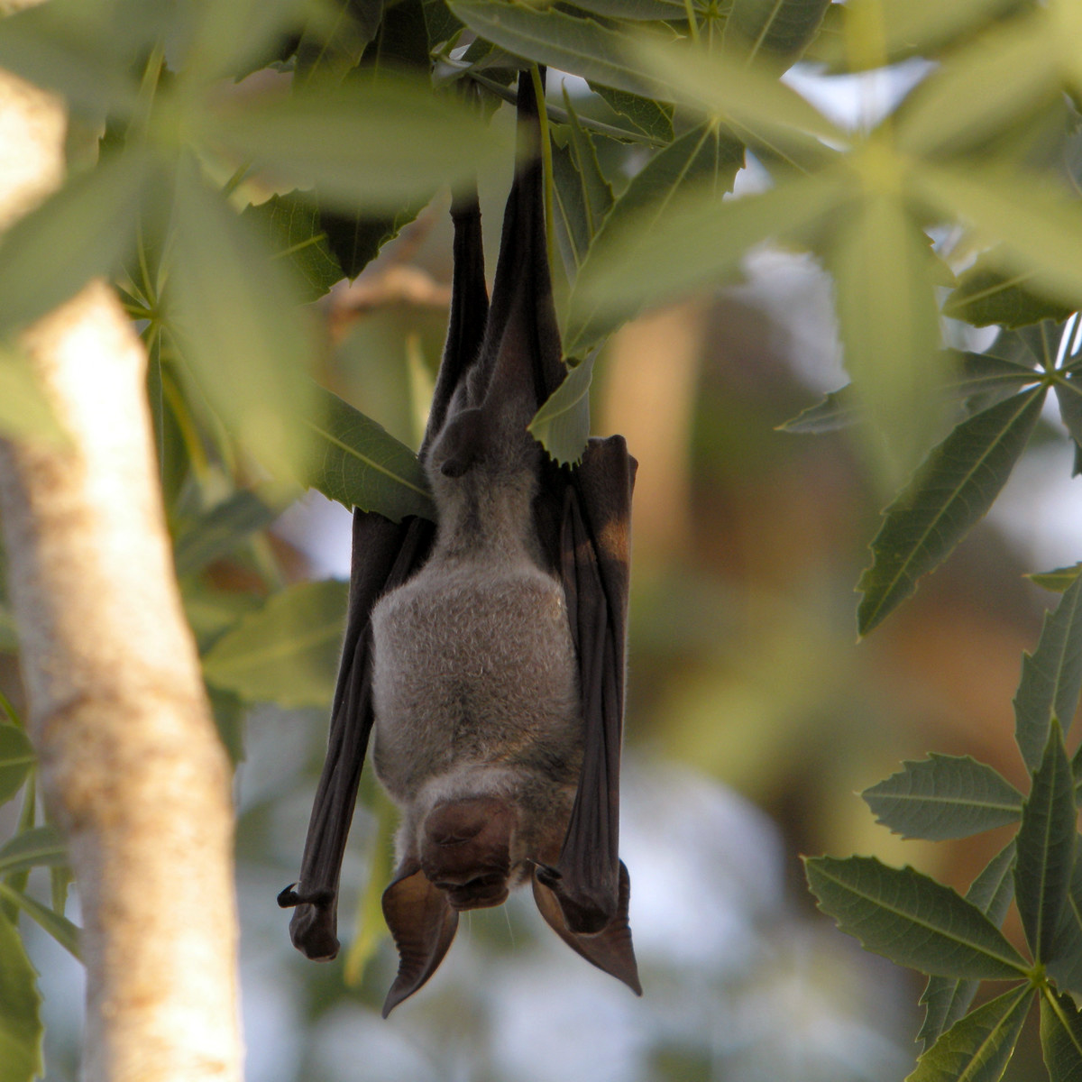 Листонос Коммерсона (Hipposideros commersonii) Фото №3