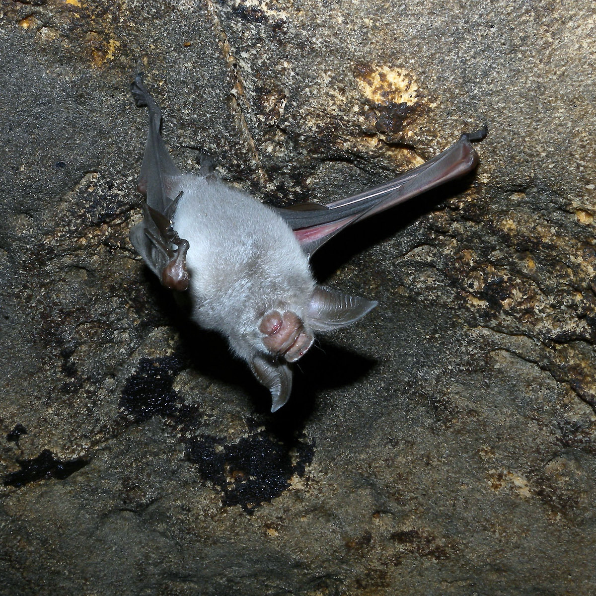 Листонос Коммерсона (Hipposideros commersonii) Фото №4