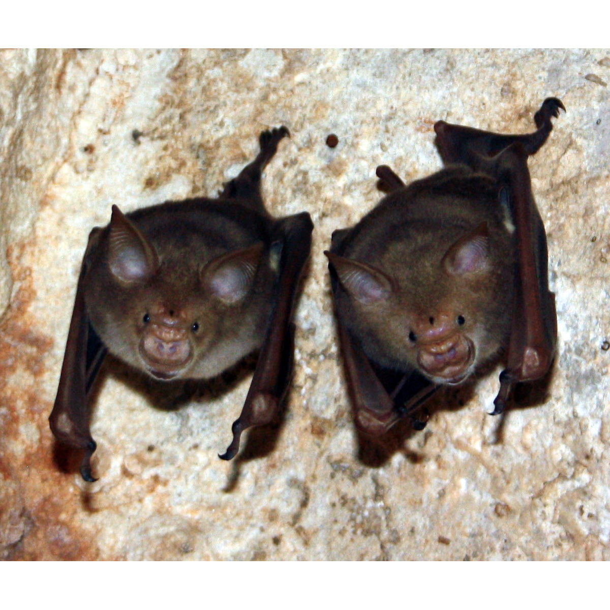 Листонос Коммерсона (Hipposideros commersonii) Фото №6