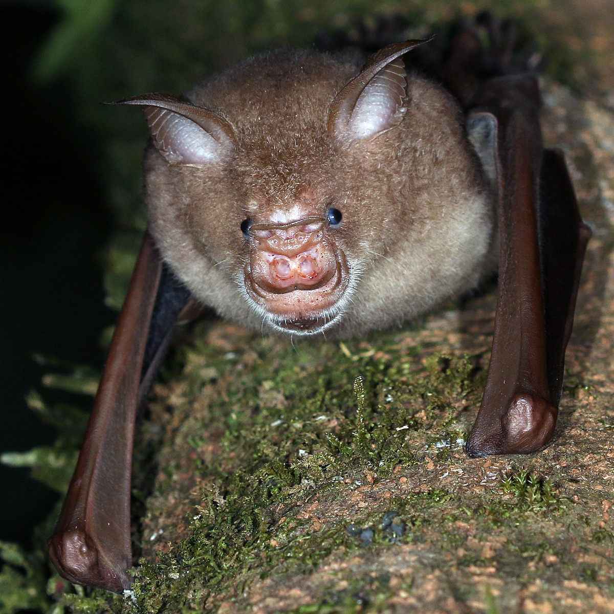 Листонос Коммерсона (Hipposideros commersonii) Фото №7