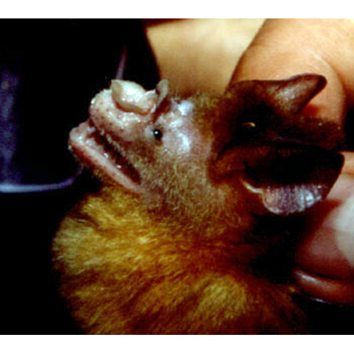 Увенчанный листонос (Hipposideros coronatus) Фото №3