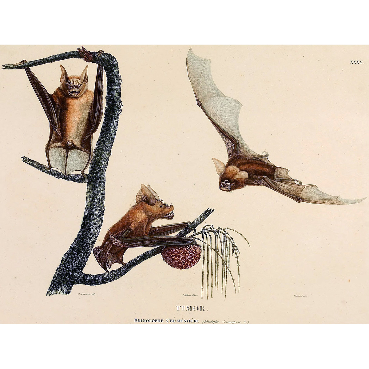 Тиморский листонос (Hipposideros crumeniferus) Фото №2