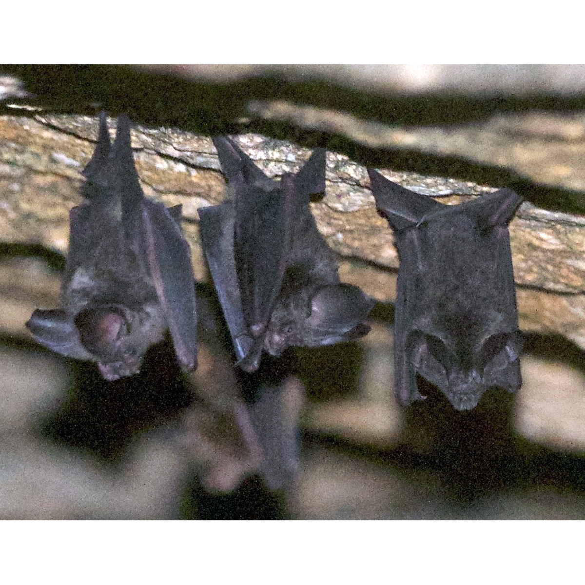 Короткохвостый подковогуб (Hipposideros curtus) Фото №2