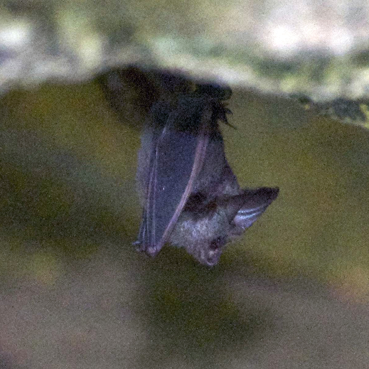 Короткохвостый подковогуб (Hipposideros curtus) Фото №3