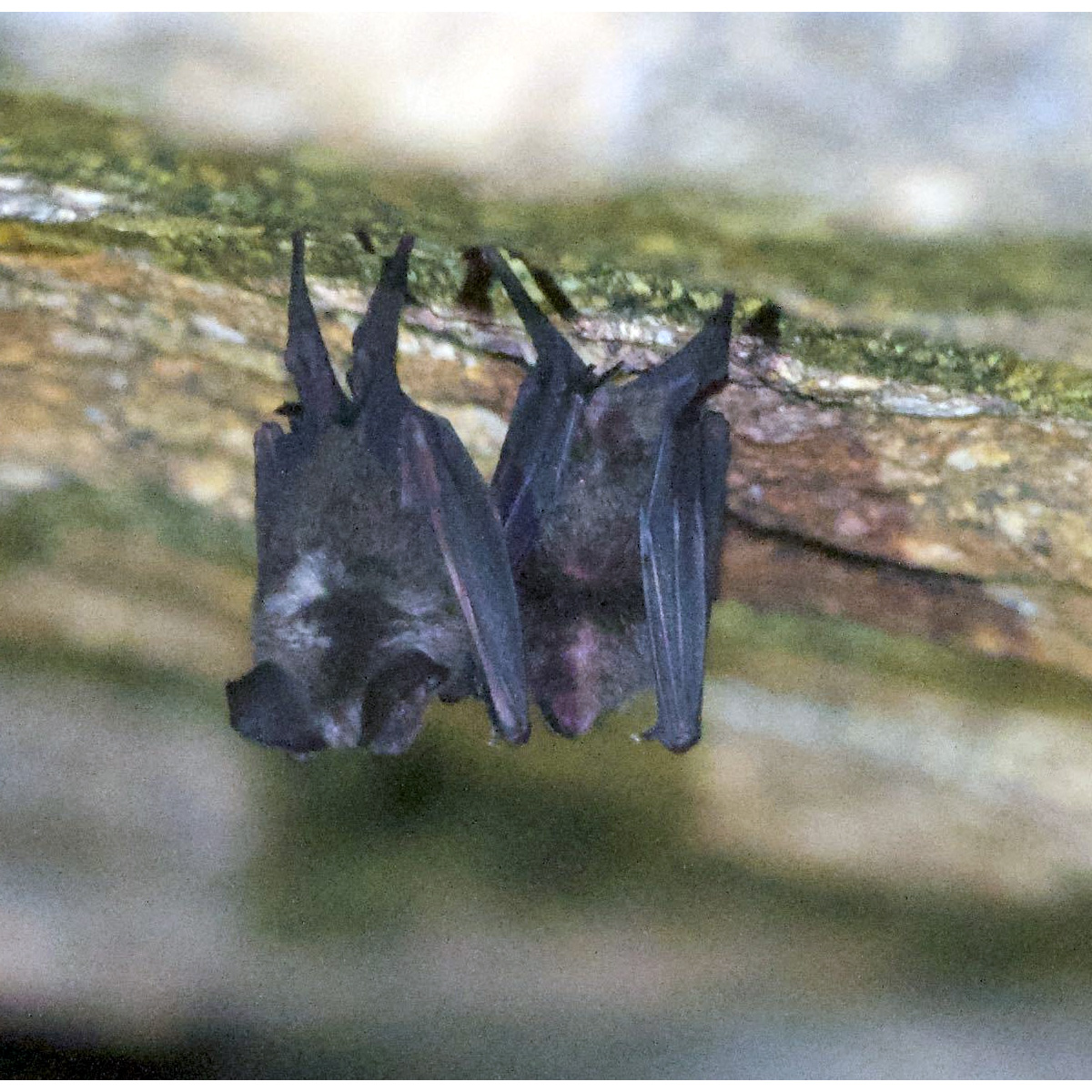 Короткохвостый подковогуб (Hipposideros curtus) Фото №5