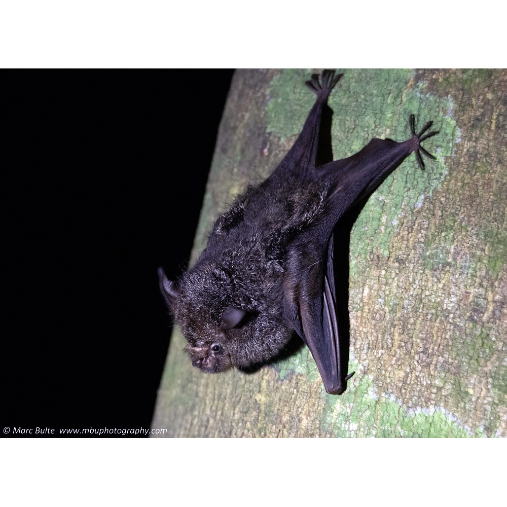 Ганский листонос (Hipposideros cyclops) Фото №2