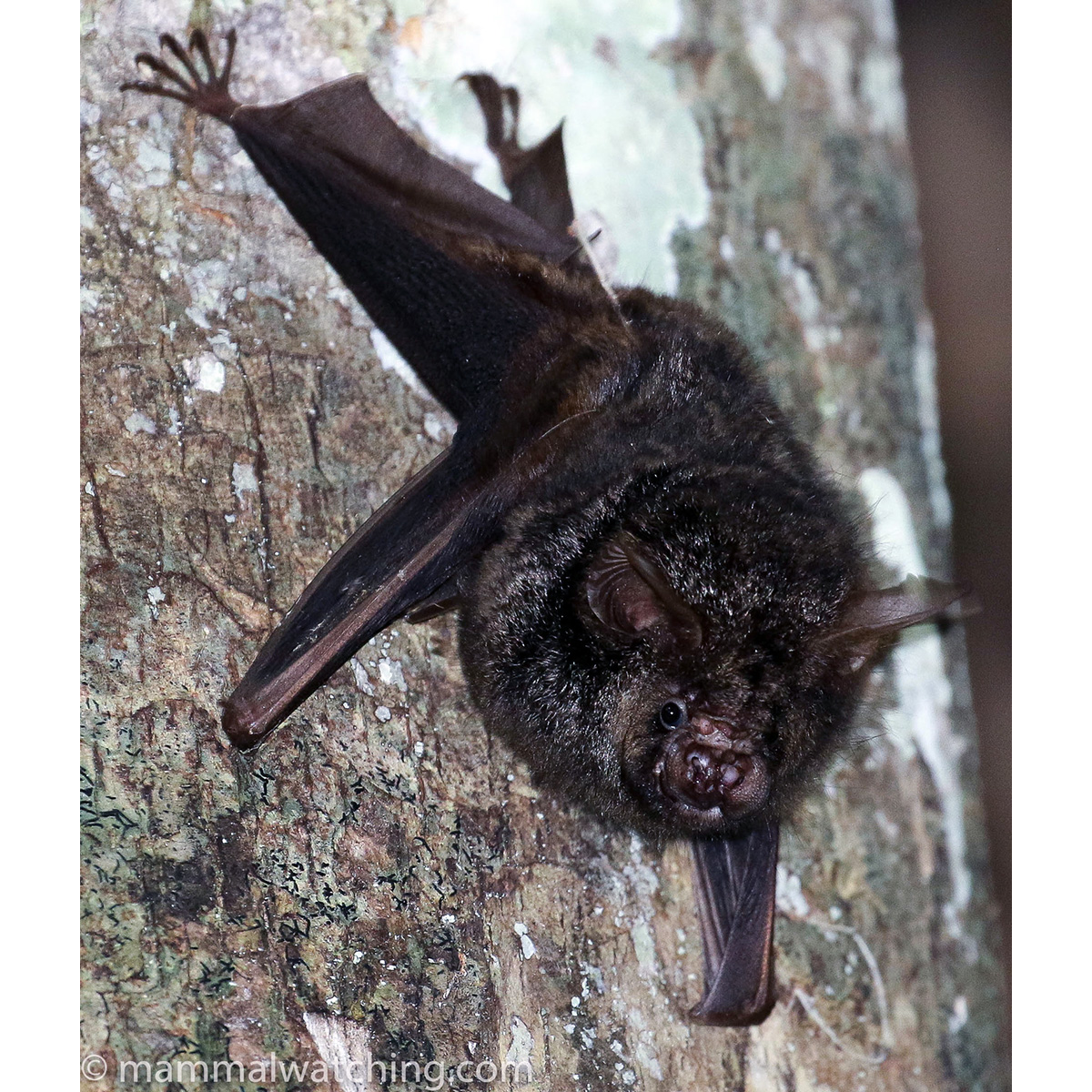 Ганский листонос (Hipposideros cyclops) Фото №3