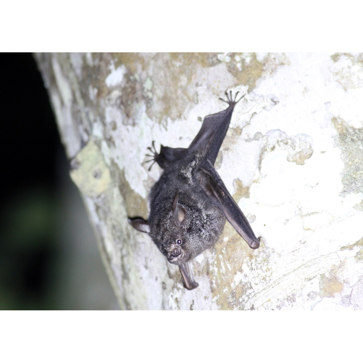 Ганский листонос (Hipposideros cyclops) Фото №6