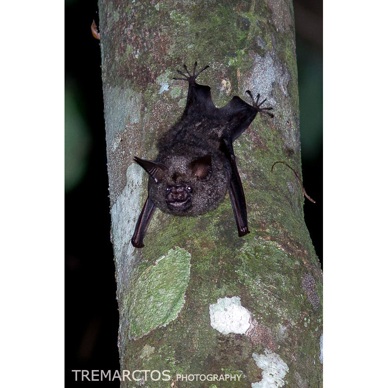 Ганский листонос (Hipposideros cyclops) Фото №7