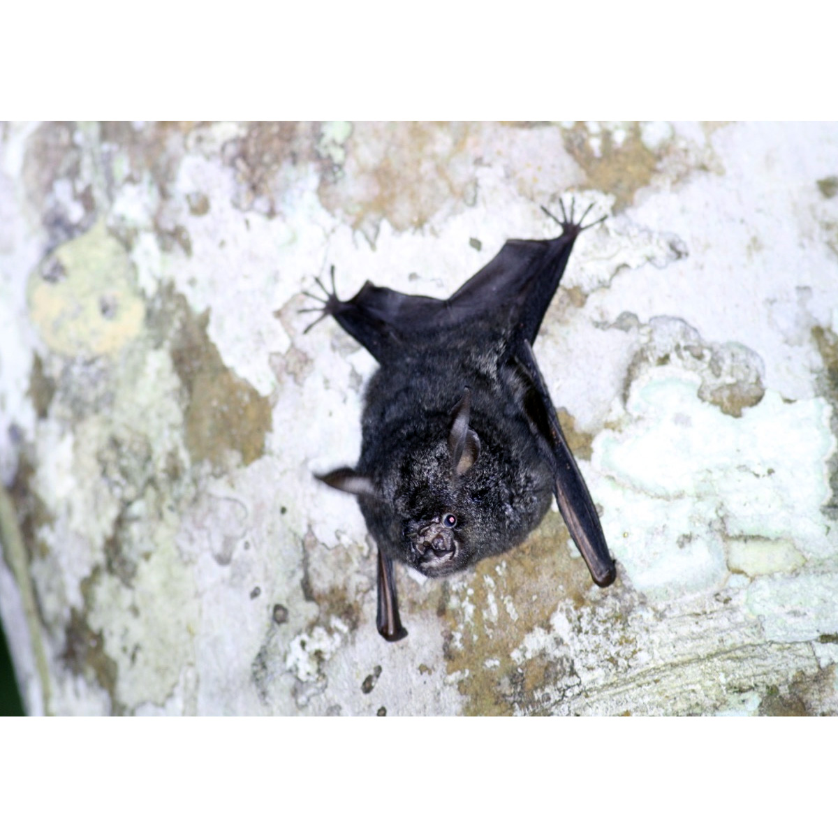 Ганский листонос (Hipposideros cyclops) Фото №8