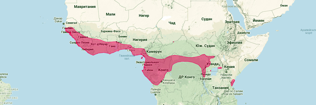 Ганский листонос (Hipposideros cyclops) Ареал обитания на карте