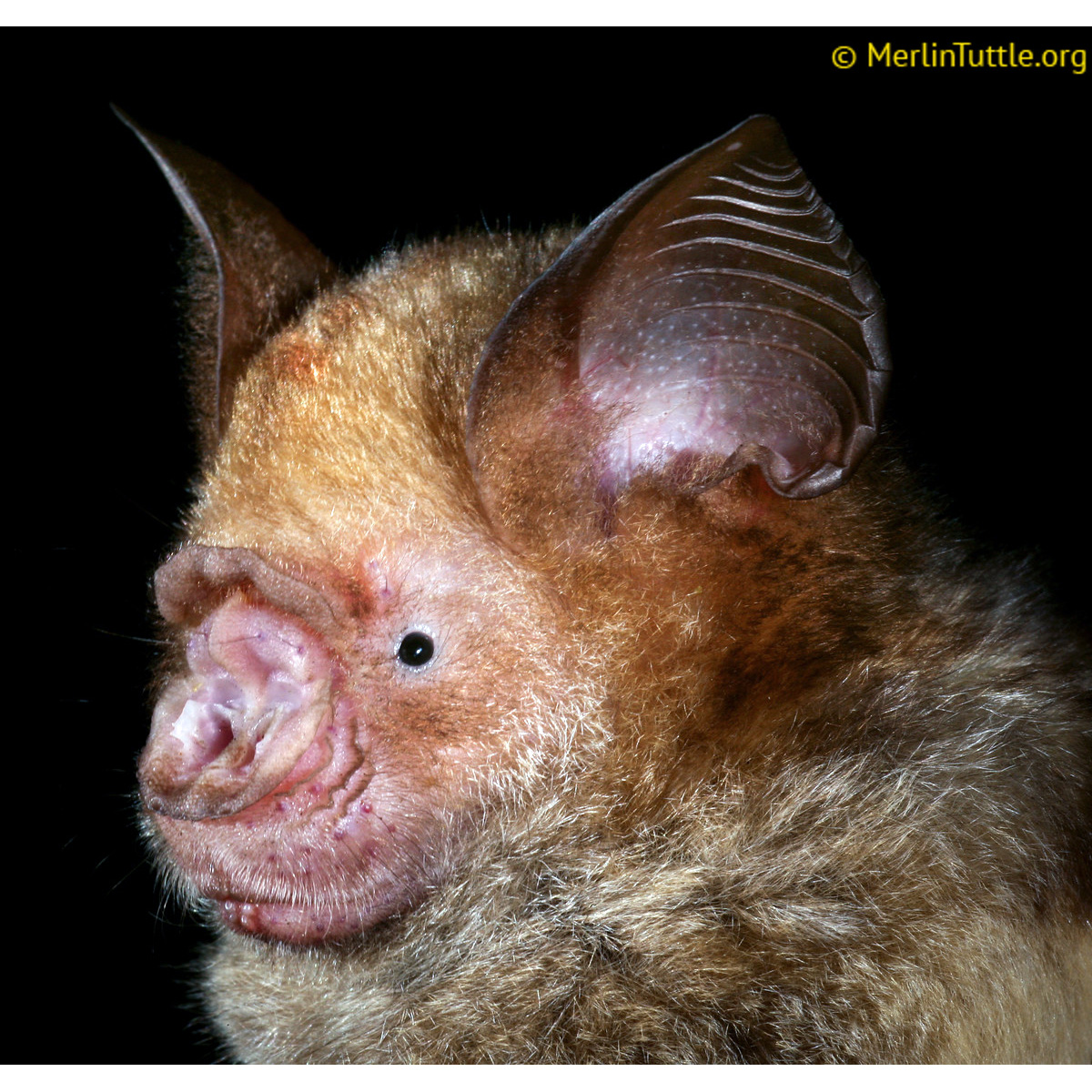 Большой листонос (Hipposideros diadema) Фото №10