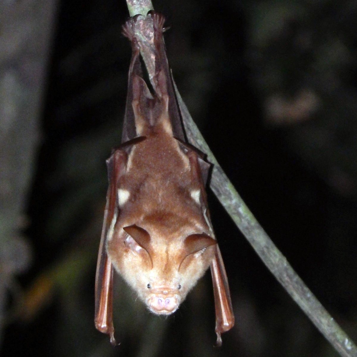 Большой листонос (Hipposideros diadema) Фото №2