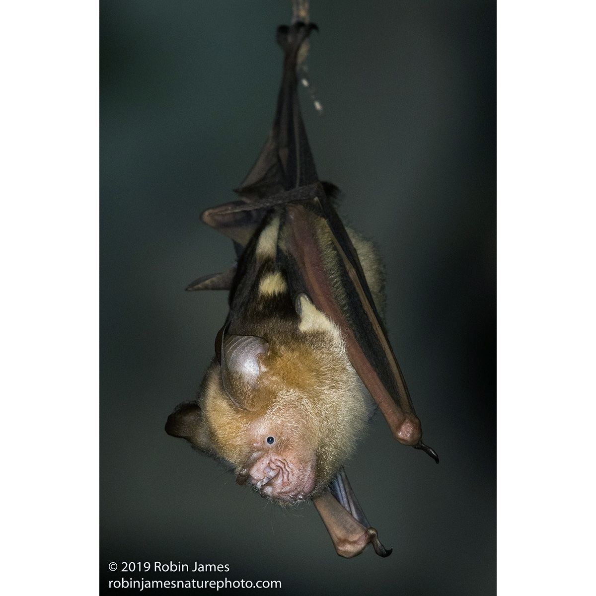 Большой листонос (Hipposideros diadema) Фото №3