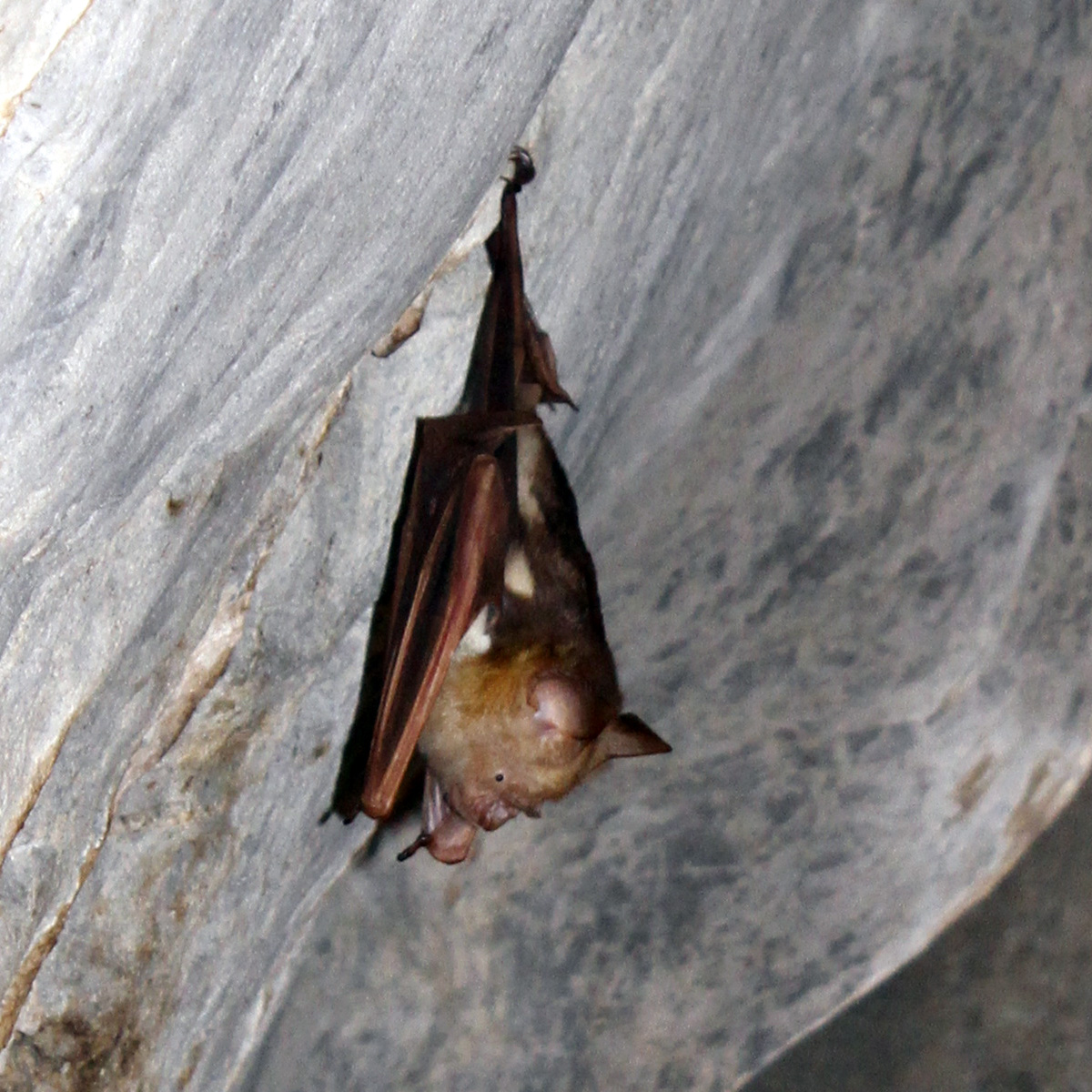 Большой листонос (Hipposideros diadema) Фото №5