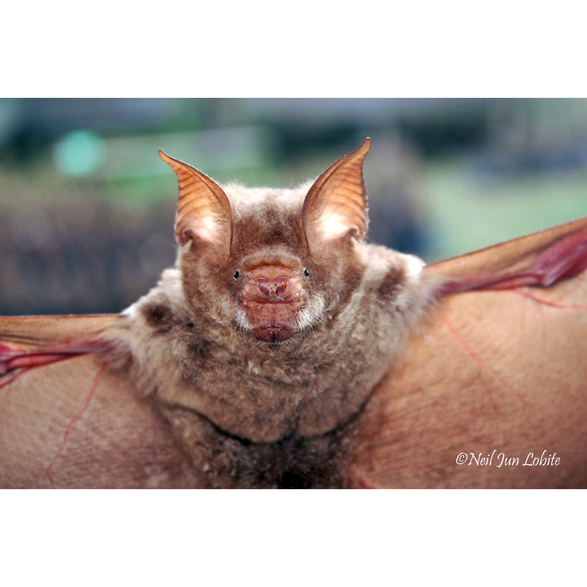 Большой листонос (Hipposideros diadema) Фото №6